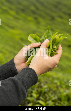 Immagini Stock - Primo Piano Fresche Foglie Di Tè Verde.. Image