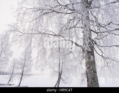 Paesaggio invernale in una nebbiosa giornata al Sognsvann, un popolare per escursioni e sci punto di partenza in Oslo Norvegia, accessibile mediante la metropolitana linea n. 5 Foto Stock