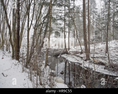 Paesaggio invernale in una nebbiosa giornata al Sognsvann, un popolare per escursioni e sci punto di partenza in Oslo Norvegia, accessibile mediante la metropolitana linea n. 5 Foto Stock