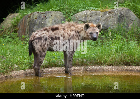 Spotted hyena (Crocuta crocuta), noto anche come il ridere iena. Foto Stock