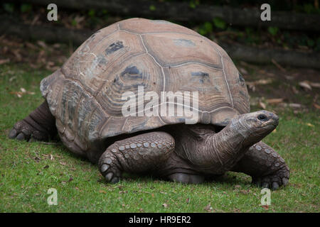 Tartaruga gigante di Aldabra (Aldabrachelys gigantea). Foto Stock
