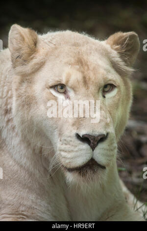 Femmina bianca lion (Panthera leo krugeri). White Lions sono la mutazione del colore del Transvaal lion (Panthera leo krugeri), noto anche come il Kalahari Foto Stock