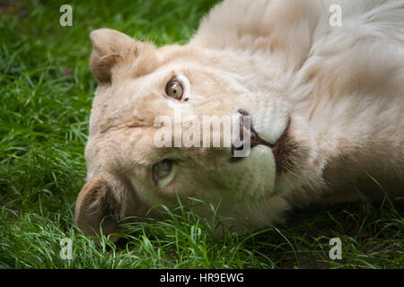Femmina bianca lion (Panthera leo krugeri). White Lions sono la mutazione del colore del Transvaal lion (Panthera leo krugeri), noto anche come il Kalahari Foto Stock
