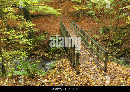 Vista di Elller Beck e passerella in legno con foglie di autunno, Skipton boschi, Skipton, North Yorkshire, Inghilterra, Ottobre Foto Stock