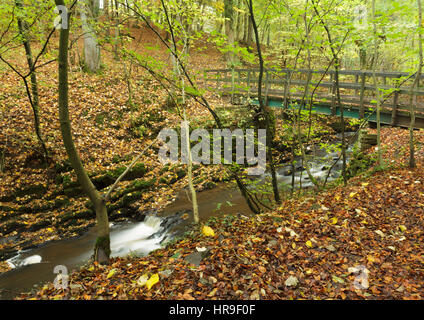 Vista di Elller Beck e passerella in legno con foglie di autunno, Skipton boschi, Skipton, North Yorkshire, Inghilterra, Ottobre Foto Stock