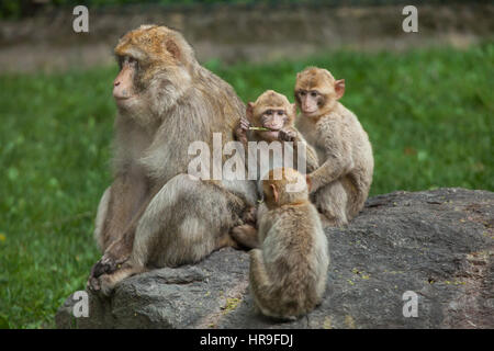 Barbary macaque (Macaca sylvanus), noto anche come il verme. Foto Stock