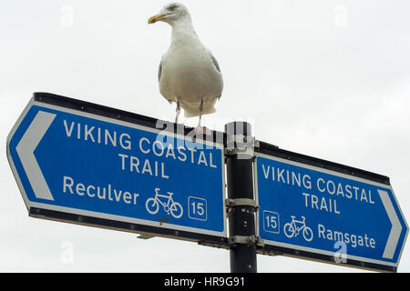 Un Gabbiano seduta sulla cima di un cartello dirigere i ciclisti e gli amanti delle passeggiate lungo i sentieri costieri a Reculver e Ramsgate Kent. Foto Stock