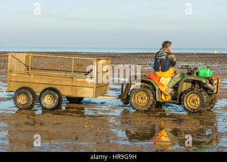 Un oyster farmer riposa sul suo trattore sulla spiaggia con la bassa marea a Whitstable Kent. Foto Stock