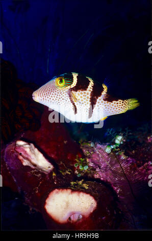 Un sellati toby (Canthigaster valentini) vicino alla barriera corallina: un bel pesce di notevole pattern e colori. Fotografato in acque Balinese. Foto Stock