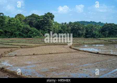 I campi con le coltivazioni di riso in Sri Lanka Foto Stock