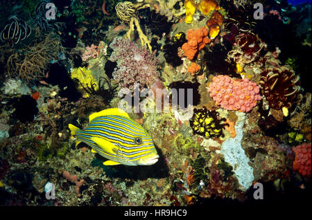 Giallo-nastro (sweetlips Plectorhinchus polytaenia): chiamato a causa della loro modellazione e grandi labbra. Essi rifugio nelle fessure della barriera corallina durante il giorno. Bali. Foto Stock