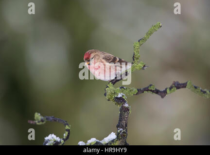 Redpoll (Carduelis flammea) su un lichene ramo coperto di neve, inverno 2017, il Galles Centrale/Shropshire confini Foto Stock