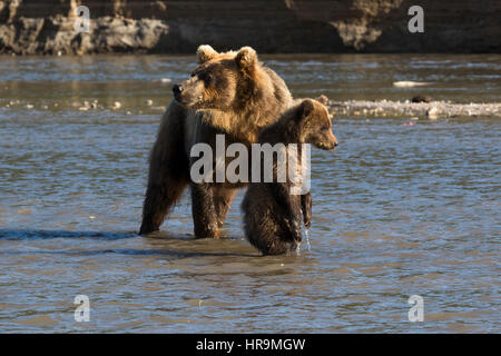 Madre orso e piccolo cub di pesca sul fiume nella fauna selvatica Foto Stock