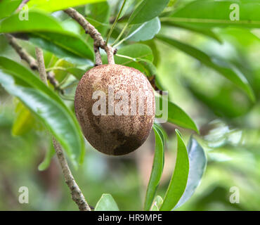 Sapodilla frutta maturando sul ramo 'Manilkara zapota', ha credenze folcloriche per l'uso di diverse parti dell'albero & frutta. Foto Stock