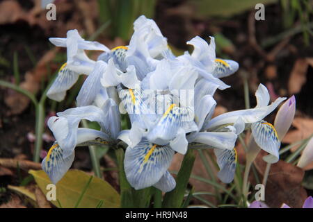 Iridi di Nana (Iridaceae Katharine Hodgkin), Giardino RHS Wisley, Woking, Surrey, Inghilterra, Gran Bretagna, Regno Unito, Gran Bretagna, Europa Foto Stock