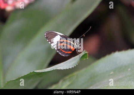 Cydno Longwing (Heliconius Cydno). Farfalle in The Glasshouse 2017, giardino RHS Wisley, Woking, Surrey, Inghilterra, Gran Bretagna, Regno Unito, Europa Foto Stock