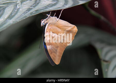 One-spotted Prepona. Farfalle in The Glasshouse 2017, giardino RHS Wisley, Woking, Surrey, Inghilterra, Gran Bretagna, Regno Unito, Gran Bretagna, Europa Foto Stock