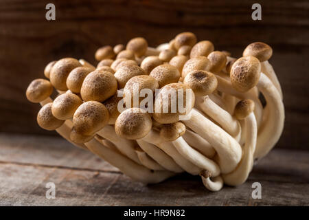 Funghi Shimeji varietà marrone su sfondo di legno Foto Stock