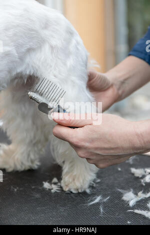 Vista ravvicinata di pettinatura del dreadlocks sul piede posteriore del cane bianco Foto Stock