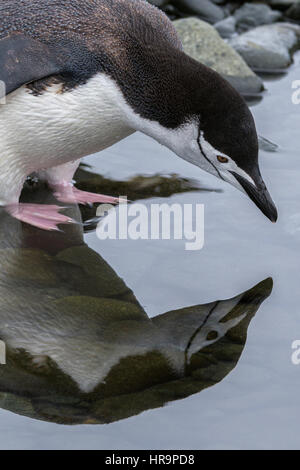 Un pinguino chinstrap (Pygoscelis antarcticus) e la sua riflessione in una piscina di acqua dalla costa in Antartide. Foto Stock