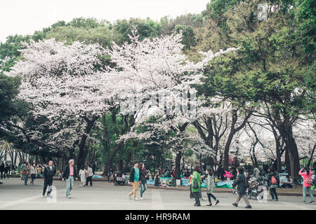 TOKYO, Giappone - 1 APRILE 2016: Tokyo folla godendo di fiori di ciliegio festival nel Parco di Ueno. Foto Stock