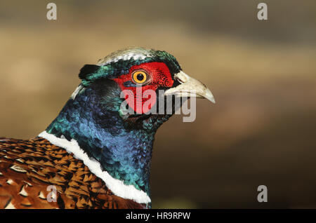 Un colpo alla testa di un incredibile fagiano maschio (Phasianus colchicus) . Foto Stock