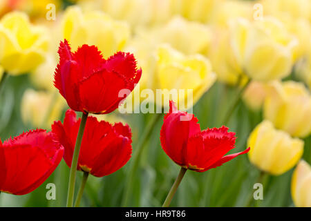 Primo piano del letto di fiori con il rosso e tulipani gialli Foto Stock