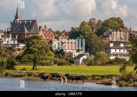 Fiume Dee di scena a Chester con mucche in acqua da prati. Foto Stock