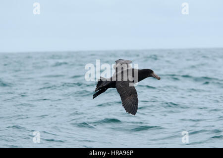 Il gigante del nord Petrel sbarco sull'Oceano Pacifico vicino alla costa di Kaikoura a Canterbury in Nuova Zelanda. Questa specie ha una apertura alare di due metri Foto Stock