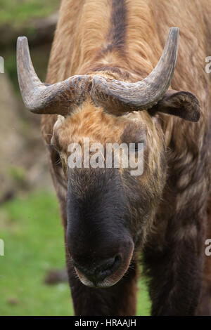 Takin Mishmi (Budorcas taxicolor taxicolor). Foto Stock