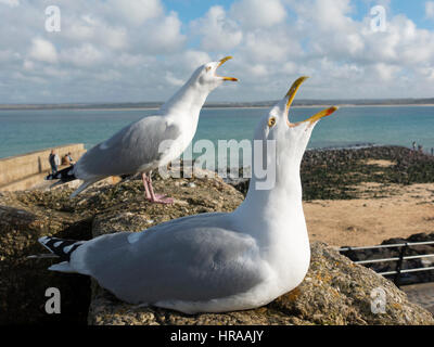 Due gabbiani squawking clamorosamente in St Ives, Cornwall Inghilterra England Regno Unito. Foto Stock