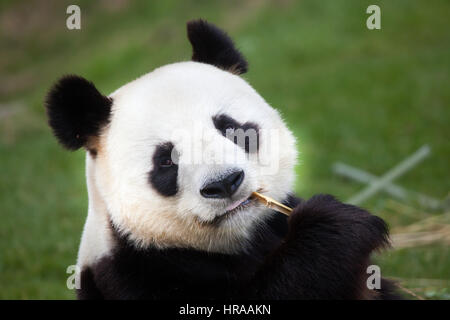 Panda gigante (Ailuropoda melanoleuca) presso lo zoo di Beauval in Saint-Aignan sur cher, Loir-et-Cher, Francia. Foto Stock