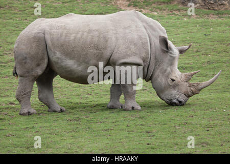 Rinoceronte bianco del sud (Ceratotherium simum simum). Foto Stock
