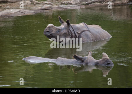 Il rinoceronte indiano (Rhinoceros unicornis) nuoto. La fauna animale. Foto Stock