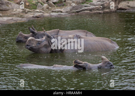 Il rinoceronte indiano (Rhinoceros unicornis) nuoto. La fauna animale. Foto Stock