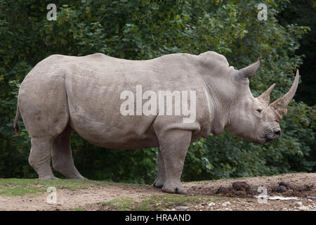 Rinoceronte bianco del sud (Ceratotherium simum simum). Foto Stock