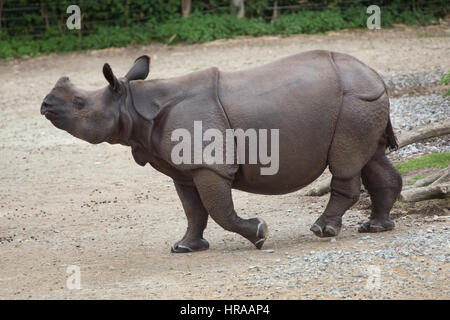 Il rinoceronte indiano (Rhinoceros unicornis). La fauna animale. Foto Stock