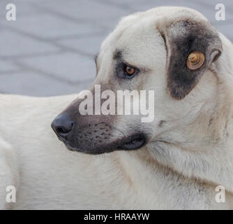 CANE RANDAGIO VICINO A HAGIA SOPHIA CON TAG IN TACCHINO ISTANBUL ORECCHIO Foto Stock