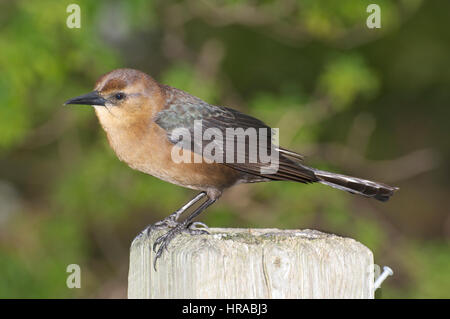 Femmina Grackle Boattail sul post Foto Stock