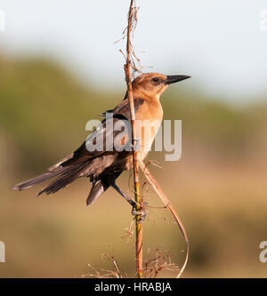 Femmina Grackle Boattail sulla lamella sottile o la memory stick con alberi in background Foto Stock