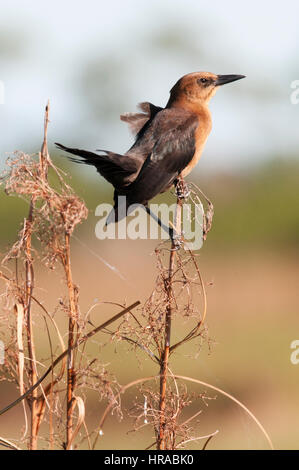 Femmina Grackle Boattail sulla lamella sottile o la memory stick con alberi in blackground Foto Stock