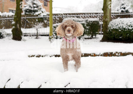 Gatti nella neve, passeggiate a Strathaven Foto Stock