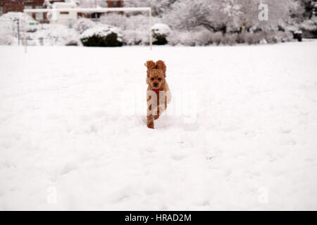 Gatti nella neve, passeggiate a Strathaven Foto Stock