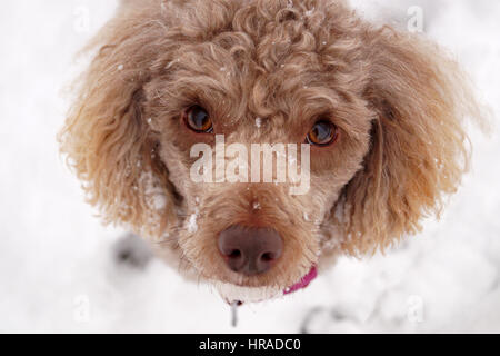 Gatti nella neve, passeggiate a Strathaven Foto Stock