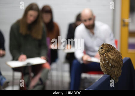 Le persone che frequentano una serata di vita arte disegno disegno classe Bengala eagle-civette e altri animali selvatici, London, Regno Unito Foto Stock