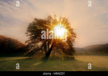 Highlights della mattina autunnale, grande albero di quercia in primo piano, umore filtrato luce vintage Foto Stock