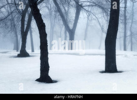 Foresta di inverno nella nebbia. Alberi di nebbia nella fredda mattina. Incantato Bosco nebbioso. Bellissimo paesaggio mistico con foresta buia e il bianco della neve. Natura Foto Stock