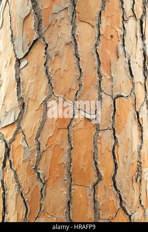 Texture della corteccia di pino Foto Stock