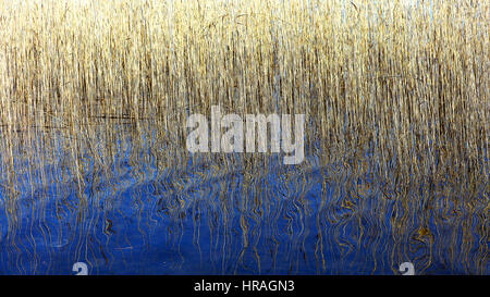 Letto Reed St Marys Loch. Scottish Borders. Foto Stock