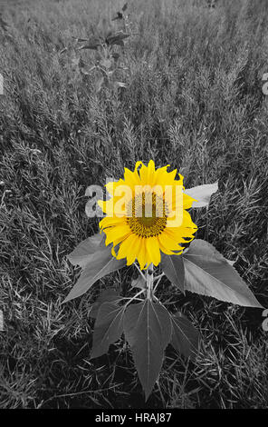 Girasole giallo contro un sfondo monocromo Foto Stock